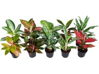 GROW by OBI Aglaonema, různé odrůdy, zelená/červená, pr. cca 12 x 30 - 35 cm