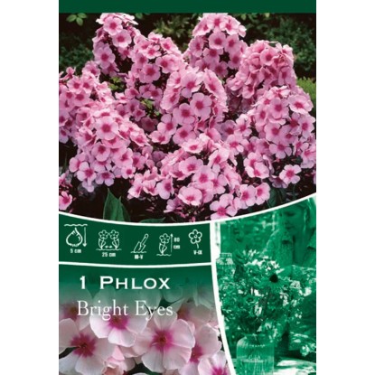 Plamenka "Bright Eyes" růžová