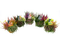 Grow by OBI Vřes (Calluna vulgaris) Beautybelle Mix, pr. cca 13 cm