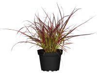 Grow by OBI Dochan setý Fireworks tmavě červený pr. květináče cca 19 cm