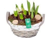 Aranžmá s různými cibulovinami v košíku s uchem průměr květináče cca 23 cm