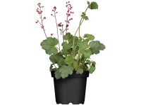 Dlužicha (Heuchera) 