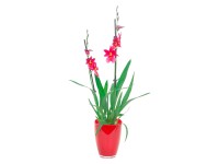 Orchidej Cambria Nelly Isler červená 2výhonková ve skle