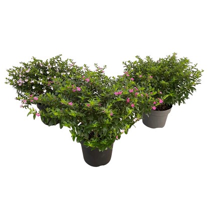 GROW by OBI Japonská myrta (Cuphea hyssopifolia) "Flory Glory" cca 10-20 cm