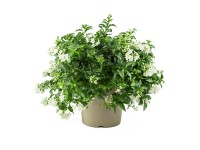 GROW by OBI Jasmínokvětý lilek (Solanum jasminoides) keř bílý cca 30 cm