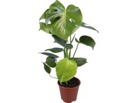 white pink princess philodendron Philodendron 'Pink Princess' – Foliage Factory main image 1
