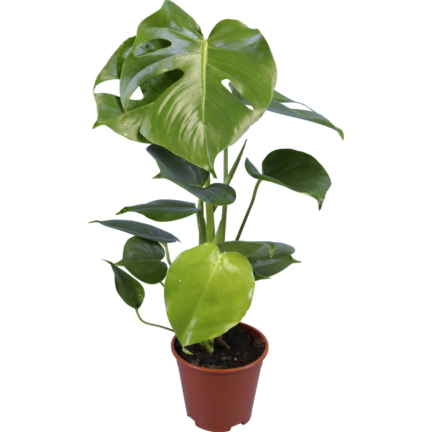 philodendron emerald red Red Emerald Philodendron Erubescens 17" Tall Climbing Plant, Fully Rooted