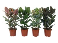 Fíkovník pryžodárný 3 kmínky průměr květináče cca 27 cm