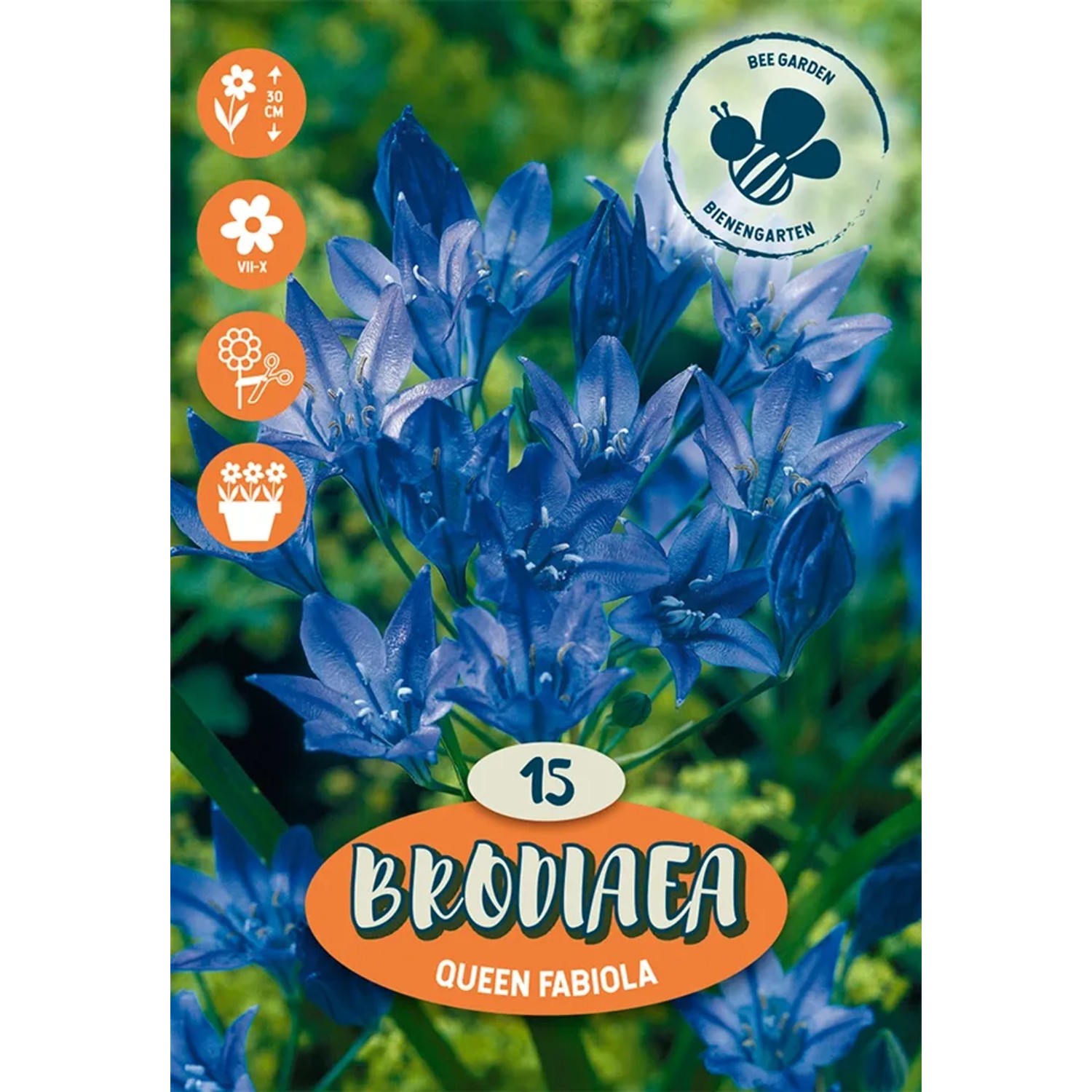 Brodiaea Queen Fabiola modrá