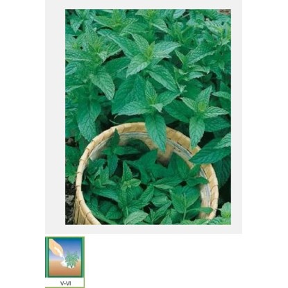 GardenSeed Premium Semínka Máta 0,1 g