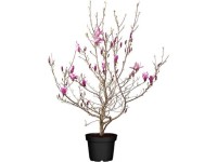 OBI Šácholan liliokvětý Susan (Magnolia liliiflora), růžový, výška až 3 m