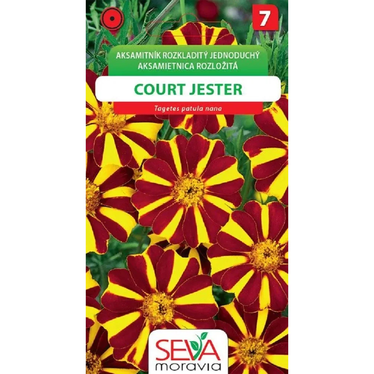 Semínka Aksamitník Rozkladitý - Court Jester (Tagetes patula nana double)