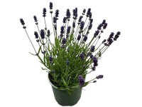 GROW by OBI Levandule úzkolistá (Lavandula angustifolia) GROW by OBI Levandule úzkolistá (Lavandula angustifolia)