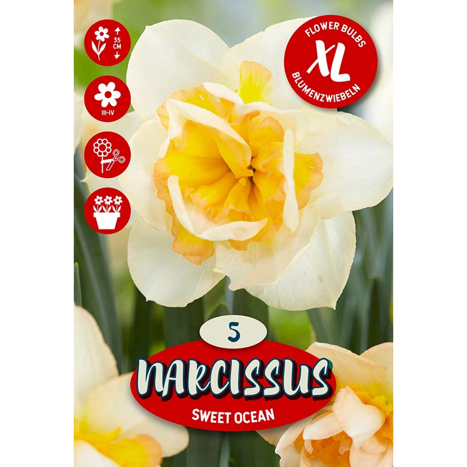Květinová cibulka narcisu (Narcissus Double Sweet Ocean)