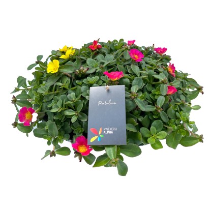 Šrucha (Portulaca Hybrid) v zinkovém květináči, pr. kv. cca 29 cm