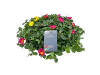 Šrucha (Portulaca Hybrid) v zinkovém květináči, pr. kv. cca 29 cm