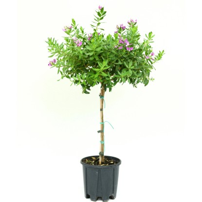 GROW by OBI Vítod myrtolistý (Polygala myrtifolia) výška 30-40 cm, květináč 4 l