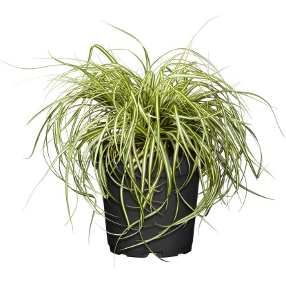 Grow by OBI Ostřice (Carex) Evergold, pr. cca 16 cm