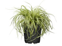 Grow by OBI Ostřice (Carex) Evergold, pr. cca 16 cm