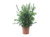 GROW by OBI Štětkovec citronový (Callistemon citrinus), 60/80 cm, kv. cca 10 l