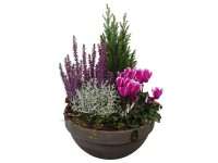 Podzimní aranžmá (vřes/cypřiš/brambořík/drátovec/mulenbekie) v ter.kv., pr. 23cm