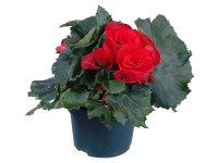 GROW by OBI Begónie Elatior červená květináče cca 13 cm