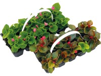 MONTANO Begónie, voskovka (Begonia semperflorens) 10-pack