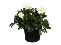 Čemeřice černá (Helleborus niger) Čemeřice černá (Helleborus niger)