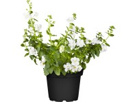 OBI Bakopa různé barvy průměr květináče cca 12 cm OBI Bakopa různé barvy průměr květináče cca 12 cm