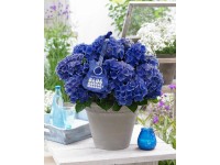 GROW by OBI Hortenzie lat.(Hydrangea paniculata) GROW by OBI Hortenzie lat.(Hydrangea paniculata)