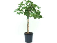 GROW by OBI Fíkovník smokvoň (Ficus carica) výška 30-40 cm, květináče 3 l