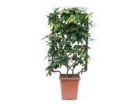 GROW by OBI Vistárie vznešená 