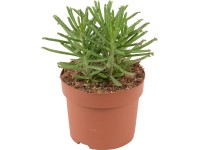 Kolopejka trubkokvětá pr. květináče cca 12 cm Kolopejka trubkokvětá pr. květináče cca 12 cm