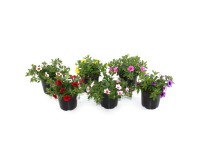 GROW by OBI Minipetúnie (Calibrachoa hybride) 