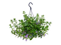 Vějířovka (Scaevola) různé druhy pr. 27 cm