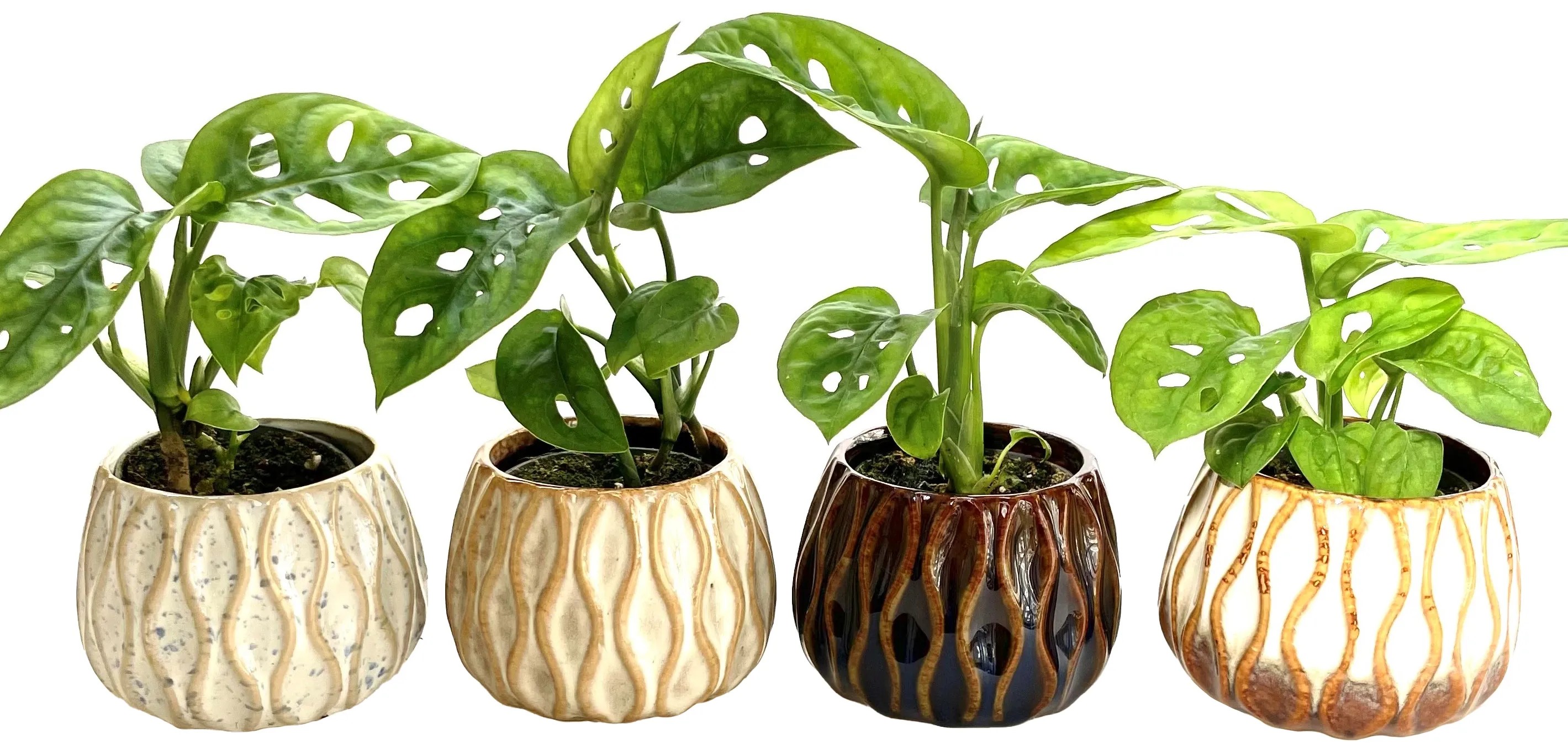 Monstera skvostn (M. deliciosa) v kameninovm kv., rzn druhy, pr. 6 cm