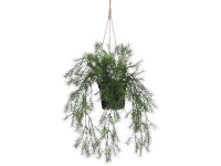 Mica Decorations Umělá rostlina Springeria v květináči, zelená, 40 x 20 cm