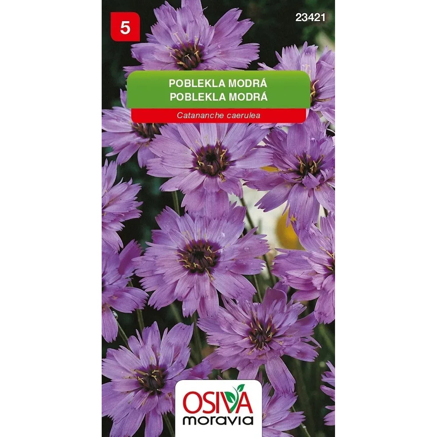 Semínka Poblekla modrá (Catananche caerulea)