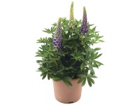 Lupina mnoholistá (Lupinus polyphyllus) Lupina mnoholistá (Lupinus polyphyllus)