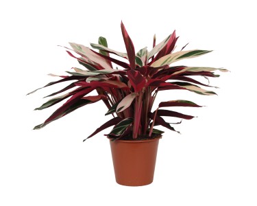 OBI Kaltea (Calathea stromanthe sanguinea) "Triostar" vka 70-85 cm, pr.  19 cn
