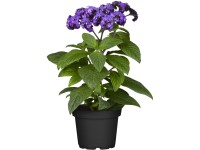 Otočník modrý průměr květináče cca 11 cm