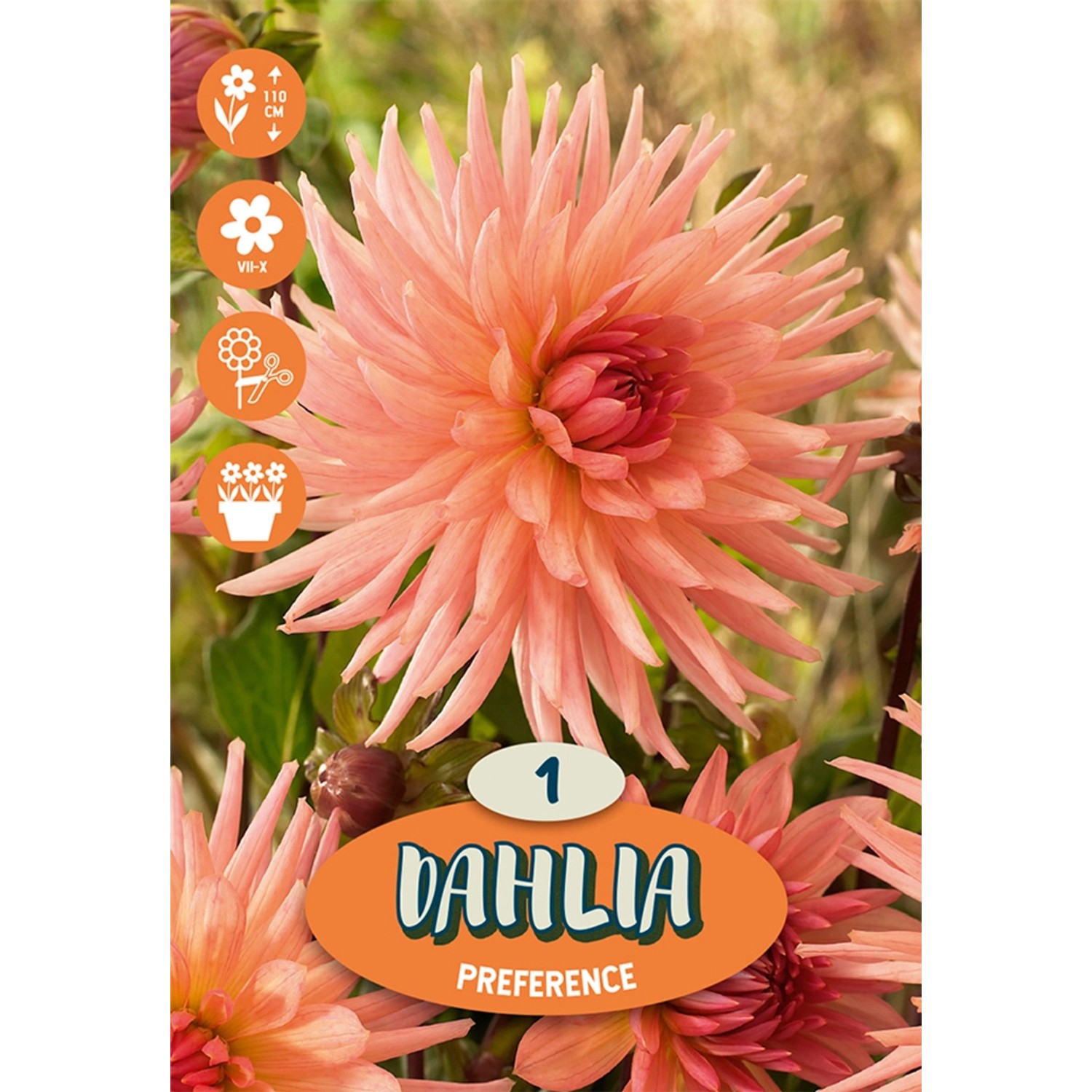 Cibulka jiřina (Dahlia) ''Preference'', 1 ks
