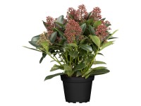 Landgard Skimie japonská (Skimmia japonica) 