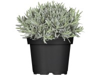 OBI Levandule lékařská modrá průměr květináče cca 13 cm Lavandula OBI Levandule lékařská modrá průměr květináče cca 13 cm Lavandula