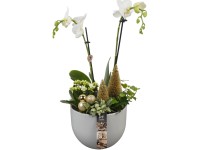 Zimní aranžmá orchideje, kolopejky a břečťanu v keram. kv., pr. 19 cm