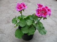 Pelargonie páskatá (Pelargonium Zonale)