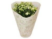 Royal Lemkes Kalopejka vděčná (Kalanchoe blossfeldiana) cca pr. 12 cm