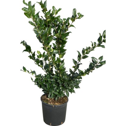 OBI Ptačí zob japonský výška 60-80 cm květináč cca 10 l Ligustrum
