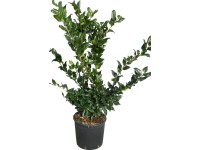 OBI Ptačí zob japonský výška 60-80 cm květináč cca 10 l Ligustrum OBI Ptačí zob japonský výška 60-80 cm květináč cca 10 l Ligustrum