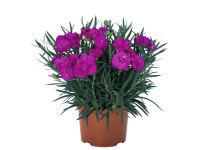 MONTANO Hvozdík karafiát (Dianthus) 